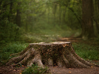 Beautiful green summer forest. Spring background, backdrop