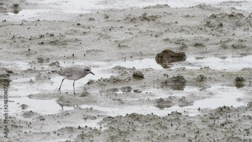 HD video of a sandpiper in shallow muddy water foraging for food along the coast of Northern California. photo