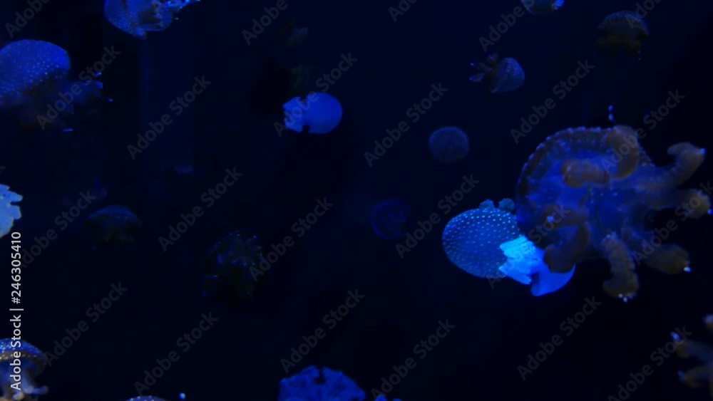 Close-up Jellyfish, Medusa in fish tank with neon light. Close-up Jellyfish, Medusa in fish tank with neon light.