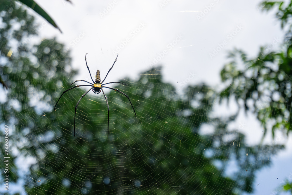 Spider and spiderweb in the air Spider and spiderweb in the air