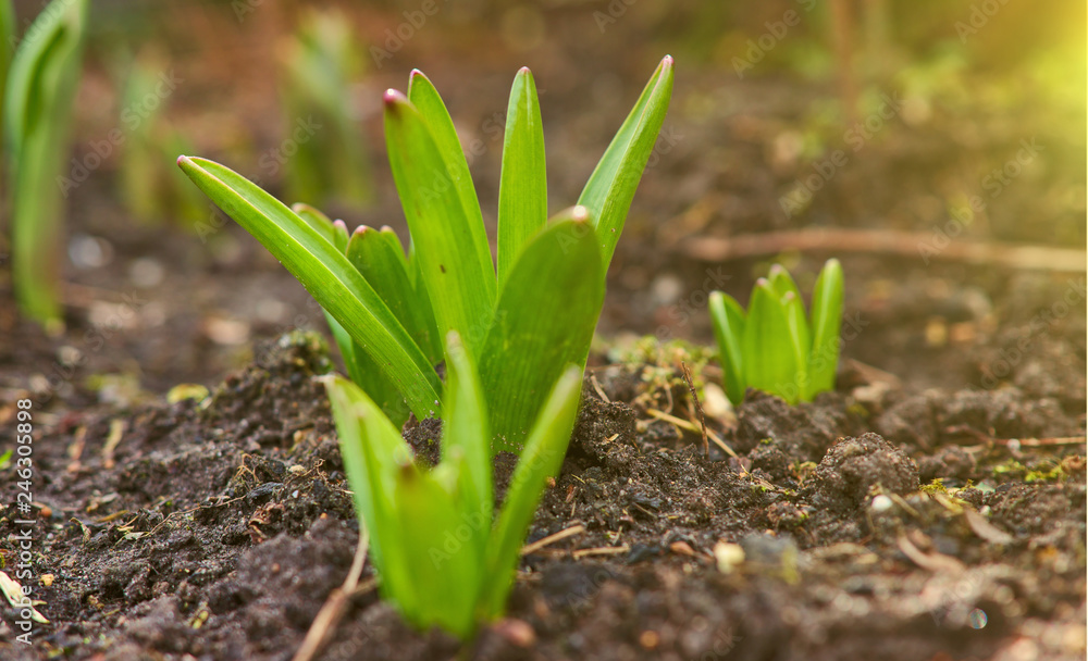Fototapeta premium Sprout of nasiscuss the green plant