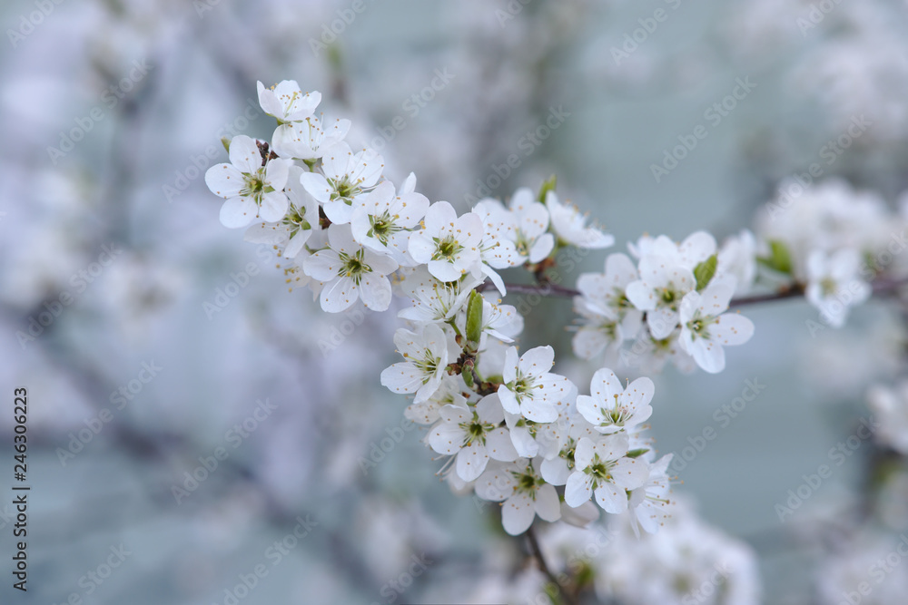 Tiny white cherry blossom Tiny white cherry blossom