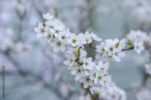 Tiny white cherry blossom