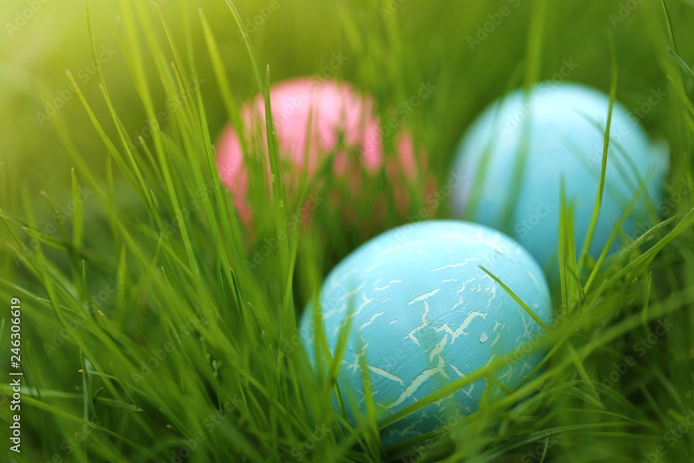  Easter holiday. Easter eggs in high  green grass.Easter festive background.Spring season