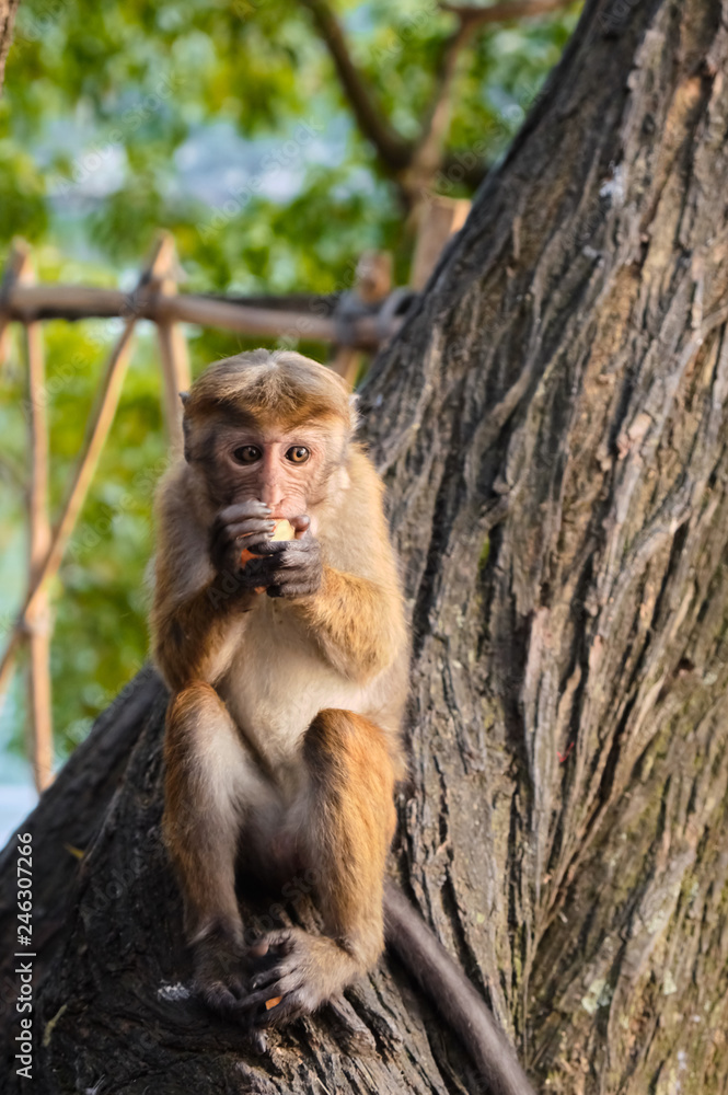 Little funny monkey on the tree eats coconut. Little funny monkey on the tree eats coconut.