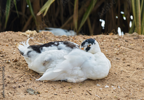 Small Swan cleans feathers. photo