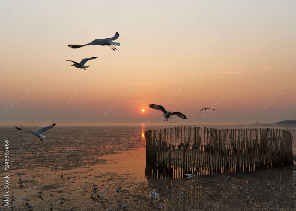 Seagulls flying over the seashore during sunset