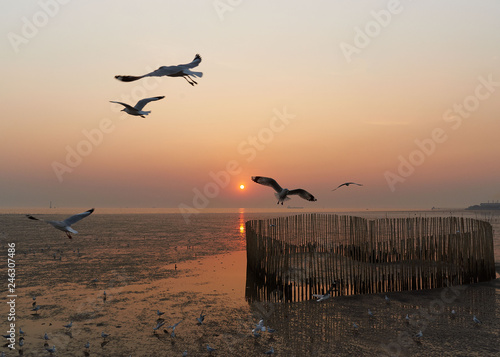 Seagulls flying over the seashore during sunset © Teeradej