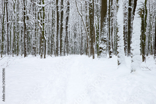 beautiful winter forest and the road