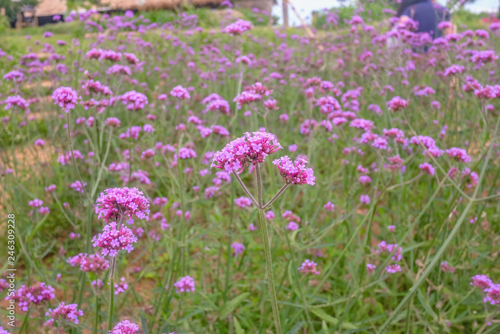 Beautiful Verbena field in mon jam mountain at chiang mai city thailand