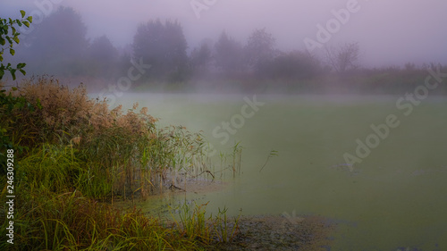 Forest lake covered with duckweed in the early morning before sunrise. Fog spreads over the lake, only sedge growing on the near shore is clearly visible