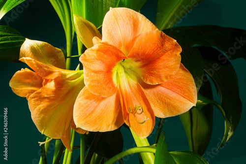 Hippeastrum (Hippeástrum) bloomed without fear of cold weather. Two buds sprang up at once photo