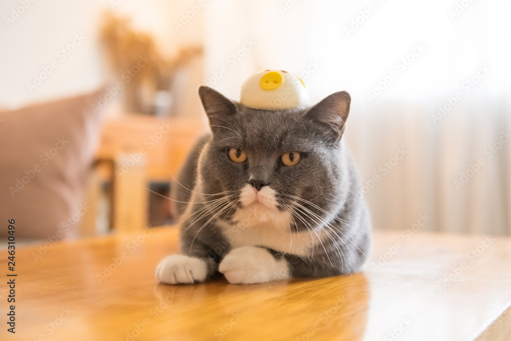 British short-haired cat with a loaf of bread on its head