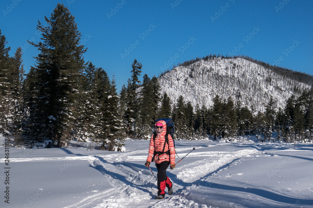 Winter journey through the Siberian forest Winter journey through the Siberian forest