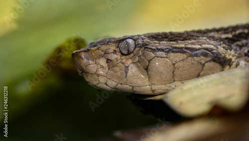 Fer-de-lance Viper Snake in Costa Rica 