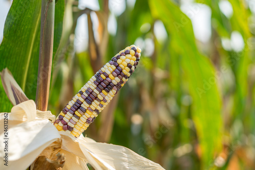 Photos Close up of ears of mature Indian corn, also called flint or calico corn in organic corn field