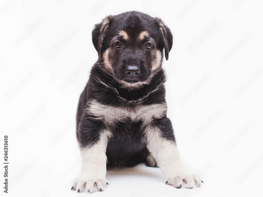 little shepherd puppies little shepherd puppies