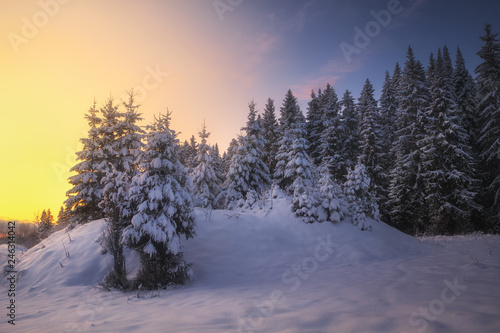 winter coniferous forest covered with snow in evening © smolskyevgeny