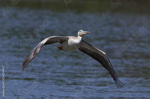 Pink-backed pelican (Pelecanus rufescens) © dennisjacobsen