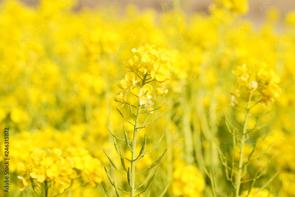 Nanohana(Japanese yellow flowers), Izu Toi, Shizuoka, Japan