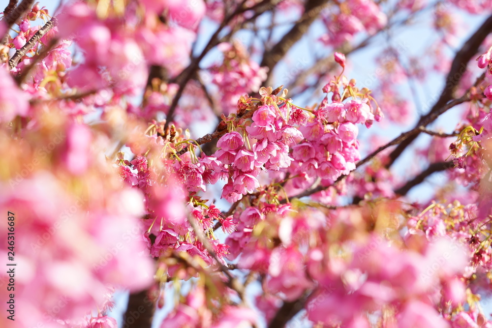 Sakura(Cherryblossom), Izu Toi, Shizuoka, Japan