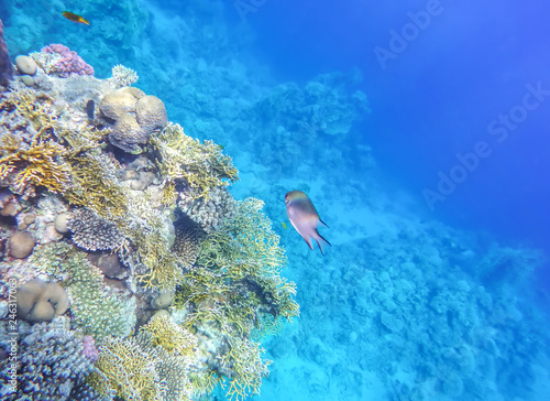 underwater world of the Red Sea, fire corals, fish, against the background of the seabed and the depth