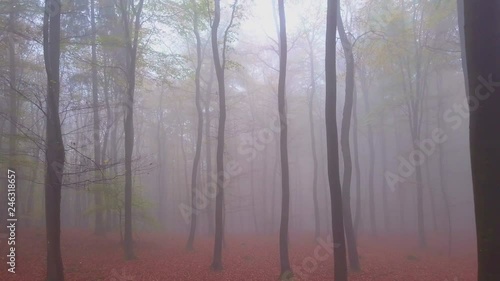 Flight through a foggy autumn beech forest, Freudenburg, Rhineland-Palatinate, Germany, Europe photo