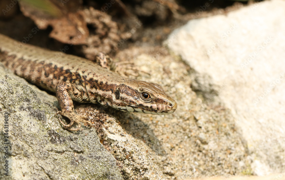 A female Wall Lizard (Podarcis muralis) warming itself in the sun on a stone wall. A female Wall Lizard (Podarcis muralis) warming itself in the sun on a stone wall.