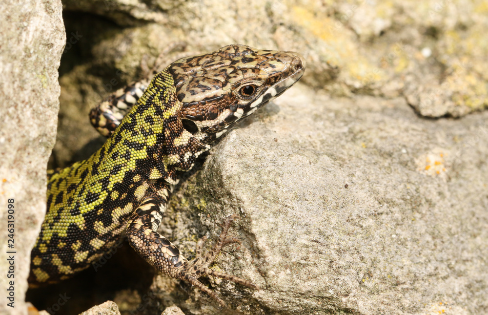 A beautiful male Wall Lizard (Podarcis muralis) warming up on a stone wall.	