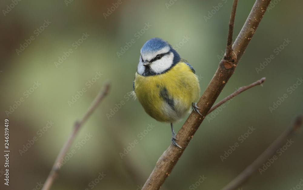 A beautiful adult Blue Tit (Cyanistes caeruleus) perched on a branch on a tree.