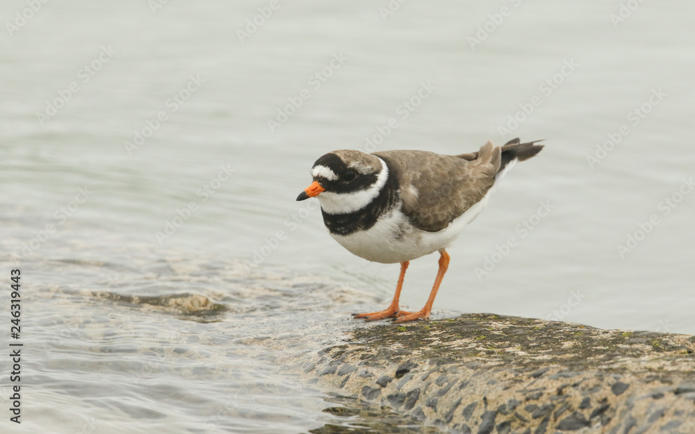 A beautiful Ringed Plover (Charadrius hiaticula) perched on a wall in Orkney, Scotland as the tide is coming in. A beautiful Ringed Plover (Charadrius hiaticula) perched on a wall in Orkney, Scotland as the tide is coming in.