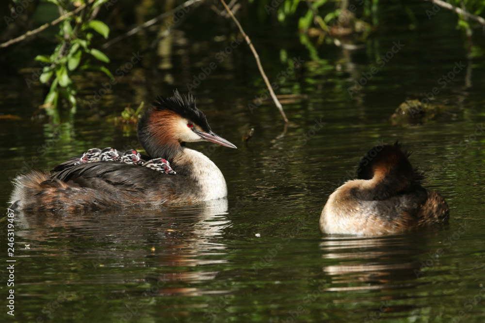 Two parent Great Crested Grebe (Podiceps cristatus) swimming in a river one has four babies on its back. Two parent Great Crested Grebe (Podiceps cristatus) swimming in a river one has four babies on its back.