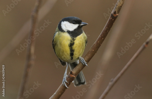 A pretty Great Tit, Parus major, perched on a branch of a tree. It has been searching around for insects to eat. 