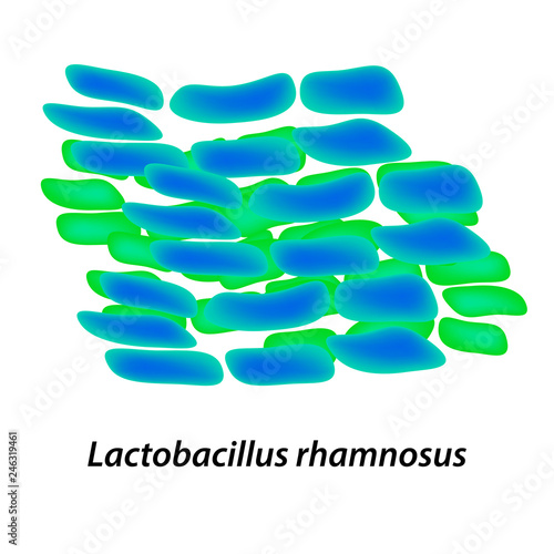 lactobacillus. Probiotic. Lactobacillus rhamnosus. Infographics. Vector illustration on isolated background.