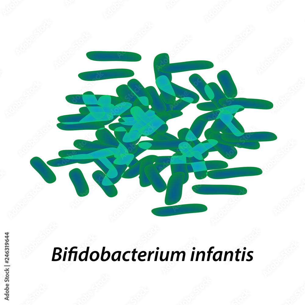 bifidobacteria. Bifidobacterium infantis. Probiotic, lactobacillus