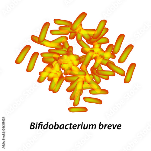 bifidobacteria. Bifidobacterium breve. Probiotic, lactobacillus, bifidobacterium, probiotic, prebiotic. Infographics. Vector illustration on isolated background.