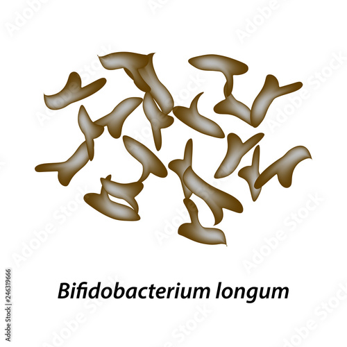 bifidobacteria. Bifidobacterium longum. Probiotic, lactobacillus, bifidobacterium, probiotic, prebiotic. Infographics. Vector illustration on isolated background.