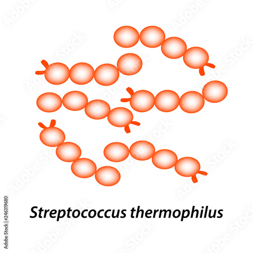 Streptococcus thermophilus. Good intestinal microflora. probiotic, prebiotic. Infographics. Vector illustration on isolated background.