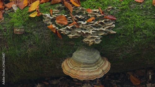 Tree mushrooms on deadwood, Freudenburg, Rhineland-Palatinate, Germany, Europe photo