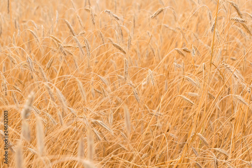Wheat field  golden ears of wheat close up  harvest.