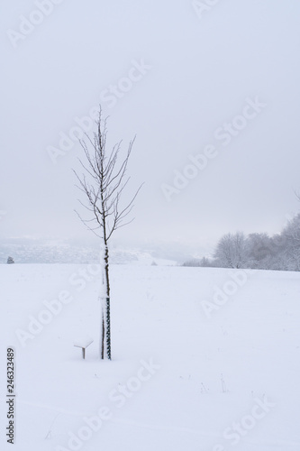 Single tree in Winter Switzerland