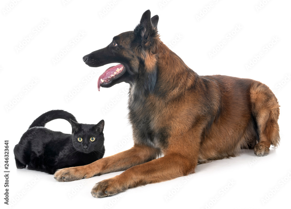 belgian shepherd and cat