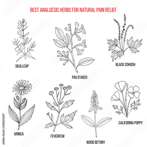 Best analgesic natural herbs for pain relief