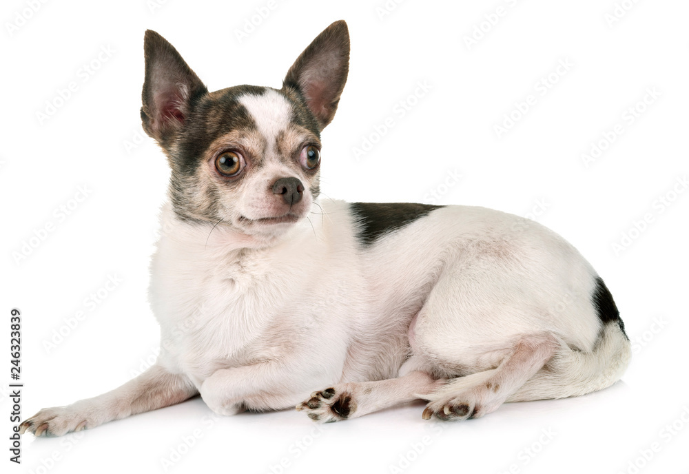 chihuahua in studio chihuahua in studio