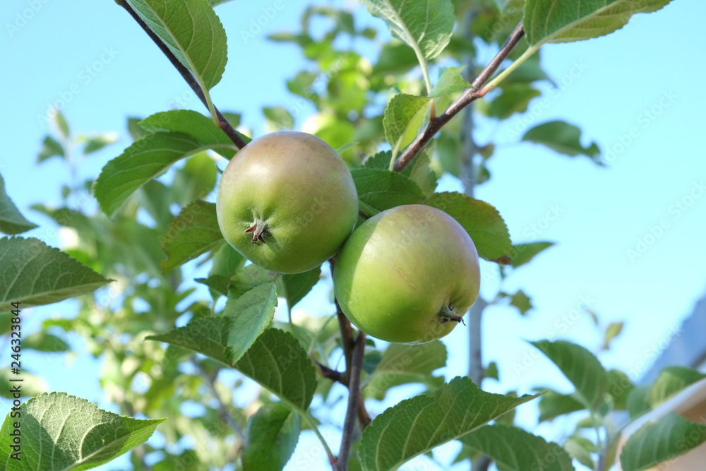 Äpfel am Baum Äpfel am Baum