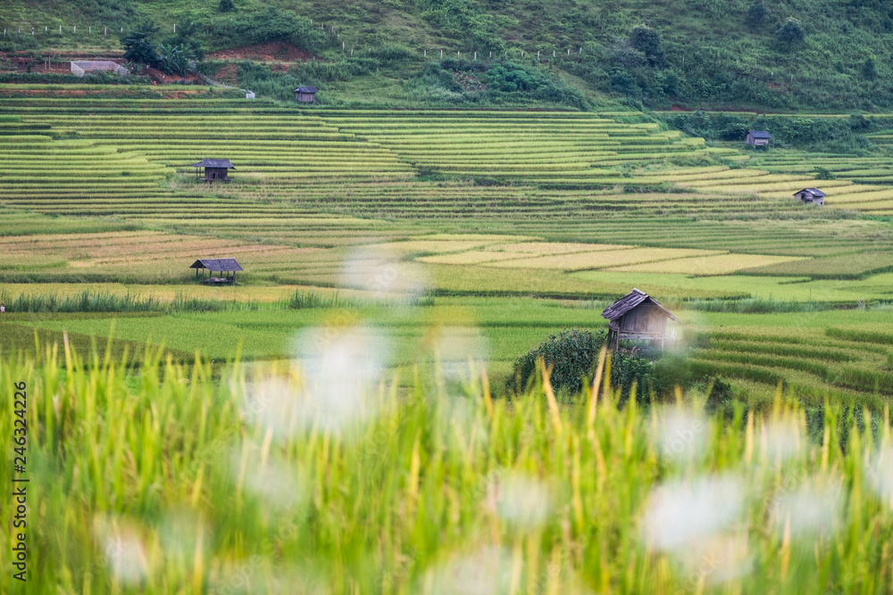 View of tribe cottage on rice field