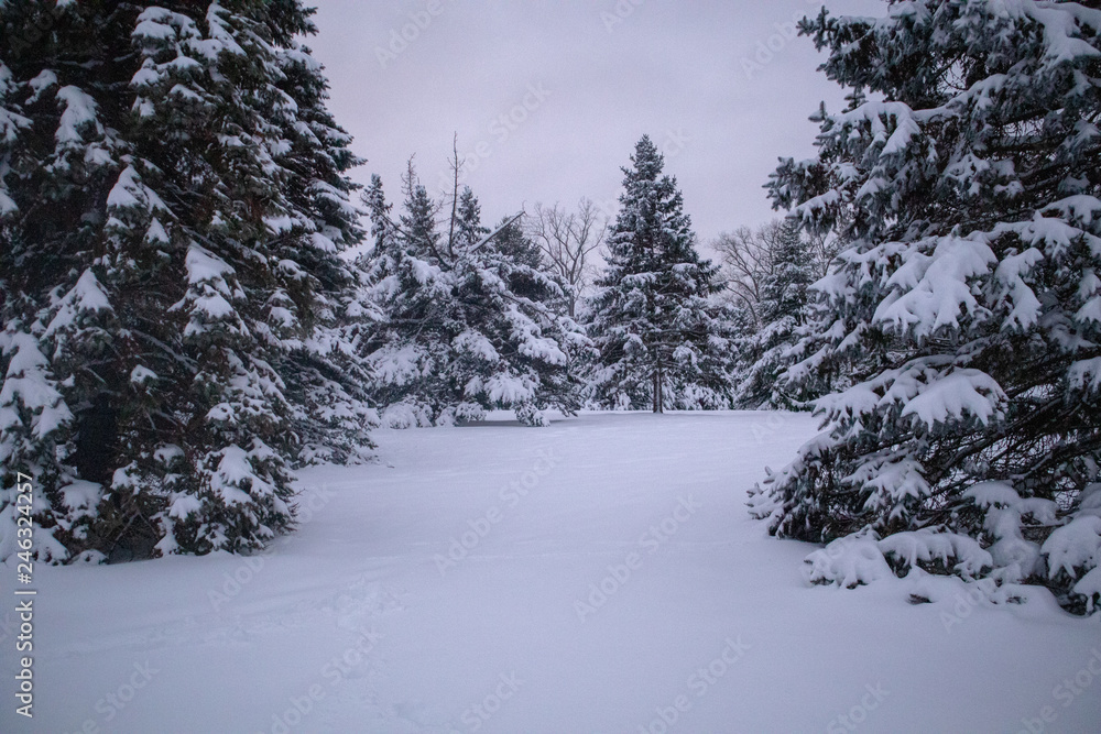 Fototapeta premium Frosty