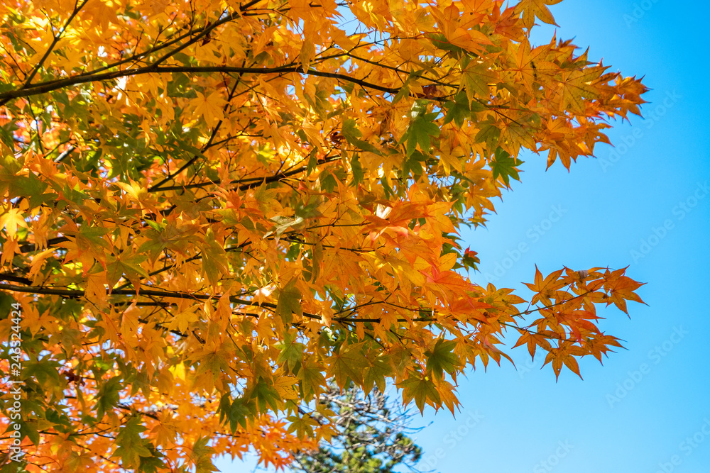 Orange and yellow maple leaves on tree in autumn Orange and yellow maple leaves on tree in autumn