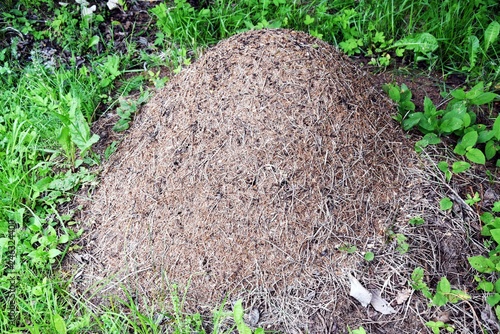 Ants's nest, formicary in the Dolomiti mountains, Italy