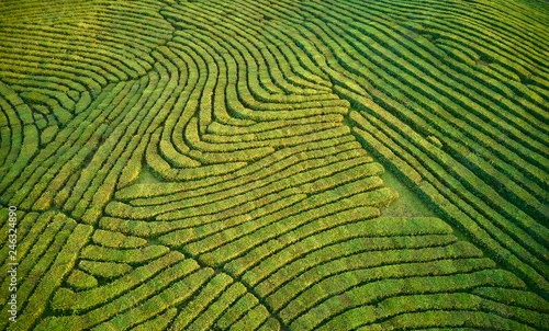 Aerial view shot from drone of green tea plantation, Top view aerial photo from flying drone of a tea plantation